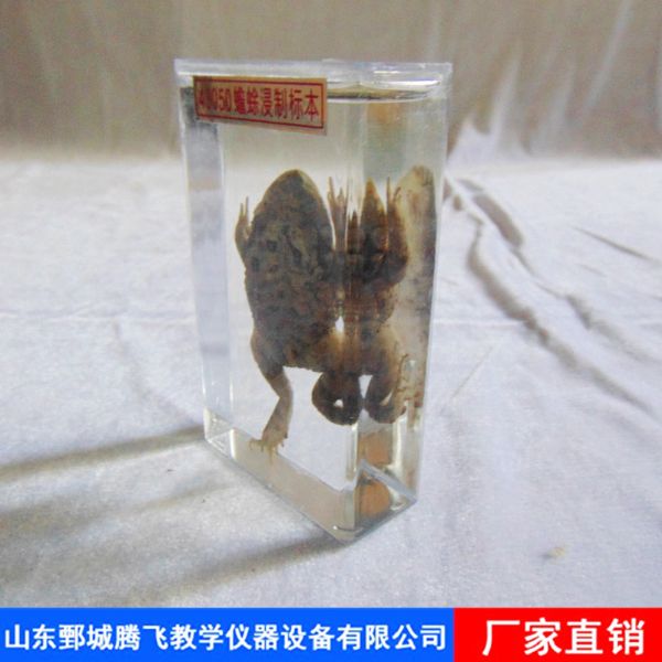 蟾蜍浸制标本.jpg