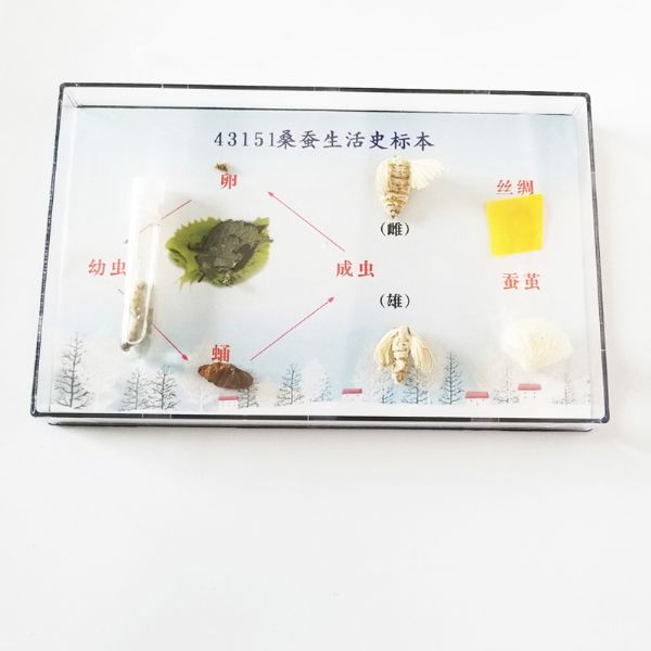桑蚕生活史标本