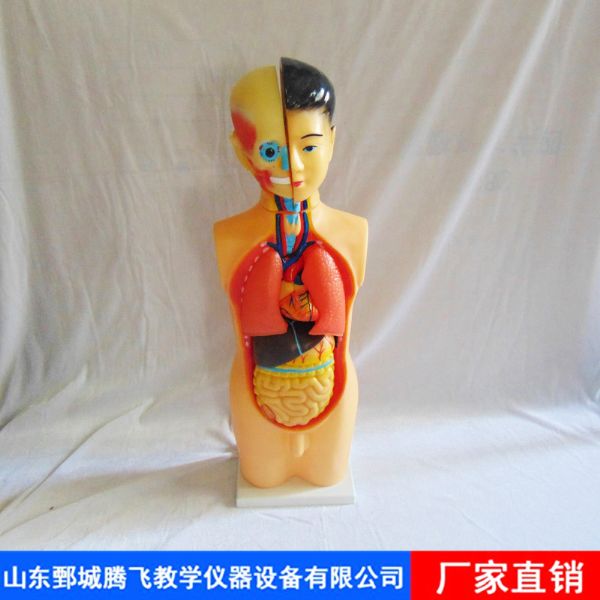 少年人体半身模型