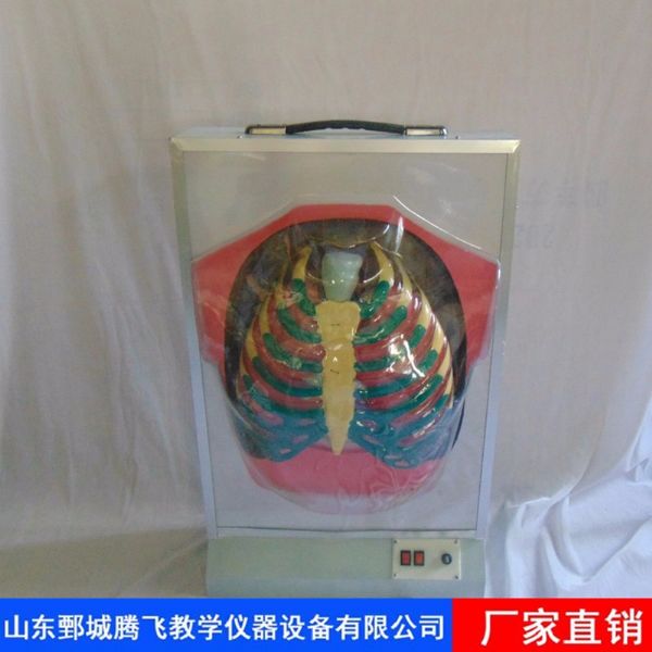 膈肌运动模型