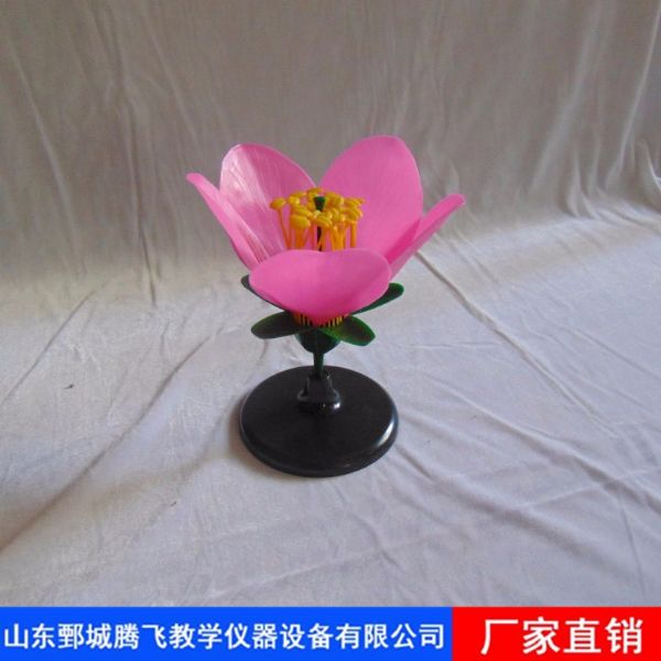 桃花模型