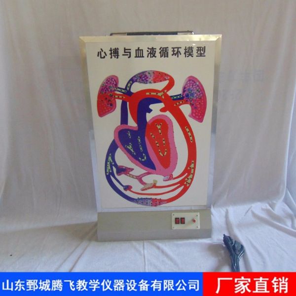 心搏与血液循环模型