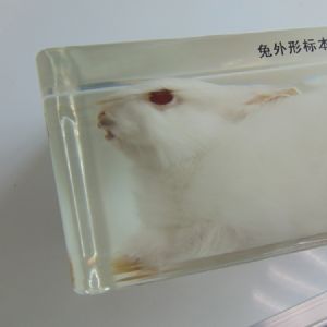 兔外形包埋标本
