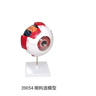 眼结构模型.jpg