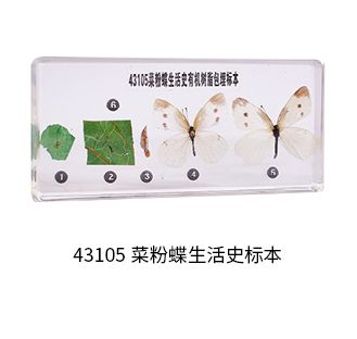菜粉蝶生活史标本（包埋）.jpg