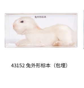 兔外形标本（包埋）.jpg