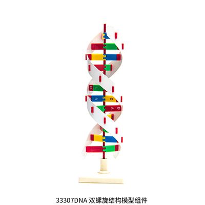 DNA双螺旋结构模型组件.jpg