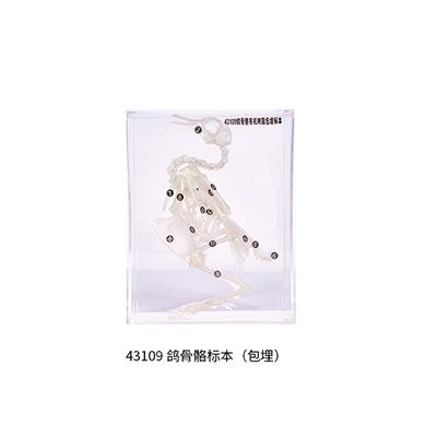 鸽骨骼标本（包埋）.jpg